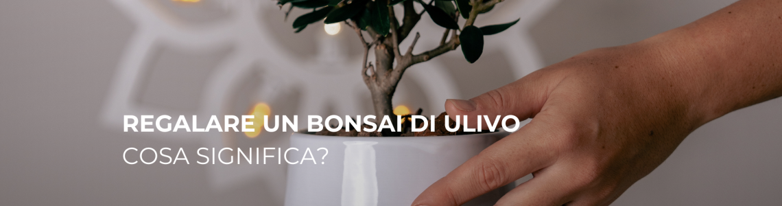 Regalare un Bonsai di Ulivo: Cosa Significa?