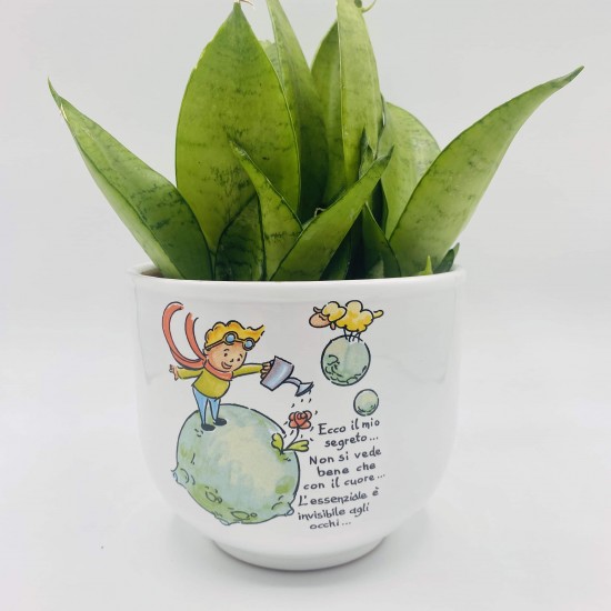 Vaso Piccolo Principe Terra con Sansevieria